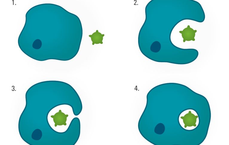 Rappresentazione schematica della difesa dagli agenti patogeni in quattro fasi