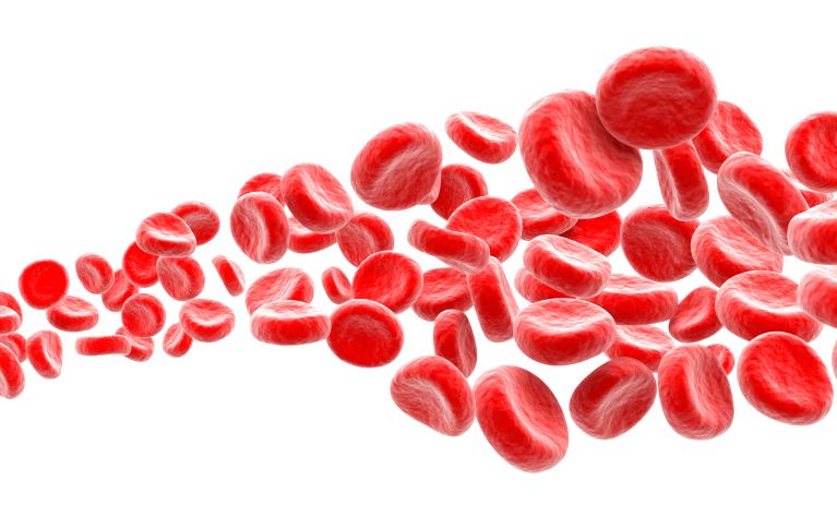 Illustrazione di un flusso di globuli rossi