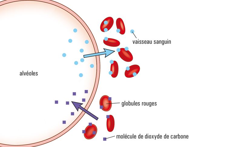 Le sang transporte l'oxygène des poumons vers le corps